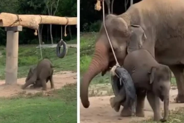 டயரில் சிக்கித் தவித்த குட்டி யானை - தாய் யானை செய்த நெகிழ்ச்சி சம்பவம்: கண் கலங்க வைக்கும் செயல்