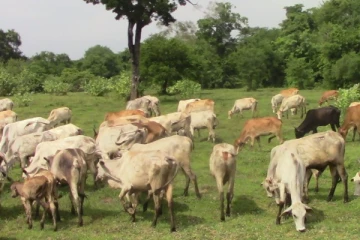 கிளிநொச்சி மேய்ச்சல் தரை விவகாரம்: கால்நடை வளர்ப்போர் கூட்டுறவுச் சங்கம் கருத்து!
