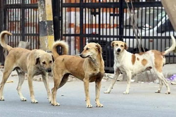 தெருநாய்களை கருணைக் கொலை செய்ய அனுமதி - என்ன காரணம்?