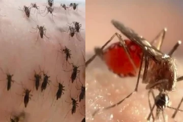 கொசு மீது அதிக பாசம்; ரத்த தானம் கொடுக்கும் வினோத நபர் - வைரல் வீடியோ!