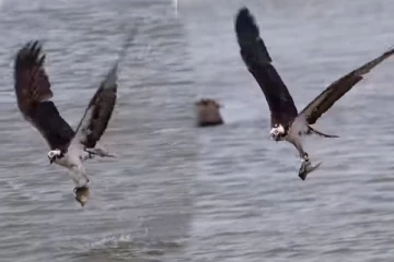 Viral Video: கழுகின் அசத்தலான மீன் வேட்டை... புல்லரிக்க வைக்கும் காட்சி