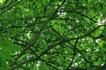 Optical illusion: பச்சை பசேல் படத்தில் 'பச்சை கிளியை' 5 நொடிகளுக்குள் கண்டுபிடிங்க