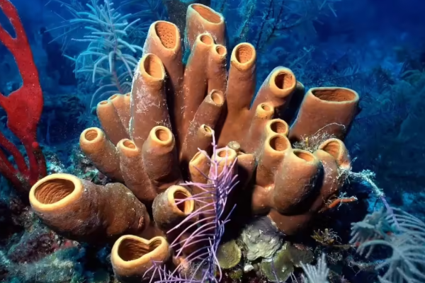 planet s first animal found by scientists
