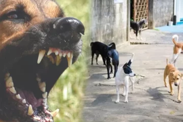 தெரு நாய்கள் தாக்குதலில் 7 வயது சிறுவன் மரணம் - அதிர்ச்சி சம்பவம்