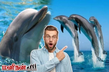 டால்ஃபின்கள் பற்றிய இந்த உண்மைகள் உங்களுக்கு தெரியுமா?