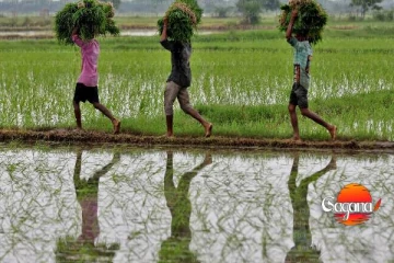 නාච්චාදූව වැව යටතේ අක්කර 7000ක් වගා කිරීමට තීරණයක්