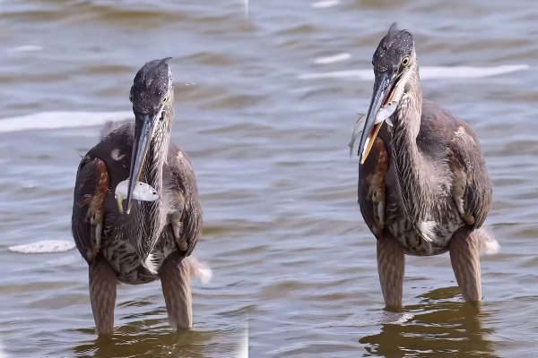 Viral Video: நாரையின் தொண்டைக்குள் சென்றும் துடிதுடிக்கும் மீன்... வைரலாகும் காணொளி | Blue Heron Catch Fish And Cute Eat