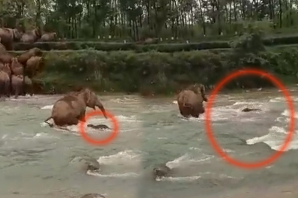 தண்ணீரில் அடித்துச் செல்லப்பட்ட குட்டி! நொடிப்பொழுதில் காப்பாற்றிய தாய் யானை | Mother Elephant Saves Baby Elephant Water