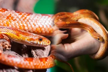 பெண் உள்ளாடைக்குள் இருந்த பாம்புகள் - ஷாக்கான அதிகாரிகள்!