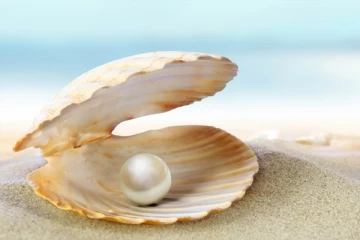 முத்து எவ்வாறு உருவாகிறது தெரியுமா ?