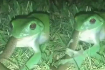 நூடுல்ஸ் போன்று பாம்பை விழுங்கிய தவளை! நம்பமுடியாத அதிர்ச்சி காட்சி