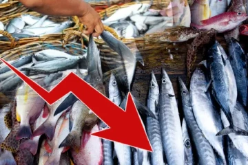 மீன்களின் விலையில் ஏற்பட்டுள்ள பாரிய வீழ்ச்சி