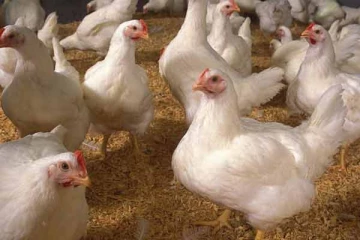 வீதியோரத்தில் கோழிகளை அறுத்தவர் மீது நடவடிக்கை