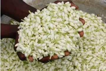 மதுரையில் ஒரு கிலோ மல்லிகை பூ  ரூபாய் 3000க்கு விற்பனை