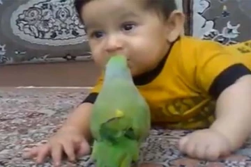 குழந்தைக்கு கிளி கொடுத்த லிப் டூ லிப் முத்தம்: 1000 தடவை அவதானித்தாலும் சலிக்காத காட்சி