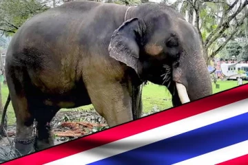 சாக் சுரின் யானையை அழைத்துச் செல்லும் முடிவில் தாய்லாந்து உறுதி