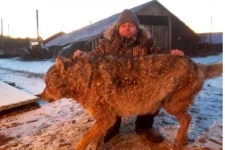 திடீரென புகுந்த நாய்களை கொன்ற பெரிய மிருகம்! கால்நடைகளை காப்பாற்ற தைரியமாக விவசாயி செய்த செயல்: வெளியான புகைப்படம்