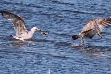 Viral Video: வேட்டையாடிய நண்டு கடைசியில் வைத்த டுவிஸ்ட்! பறவையின் பரிதாபநிலை
