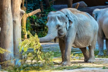 இலங்கையிலிருந்து சுவிட்சர்லாந்துக்கு கொண்டுவரப்பட்ட யானை: கருணைக்கொலை செய்ய முடிவு