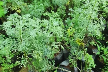 பணம் கையில் தங்காமல் இருக்கிறதா அப்போ இதை செய்யுங்கள்