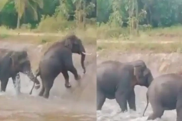 நீர் தேக்கத்தை கடக்க முயலும் யானைக் கூட்டம் - வைரலாகும் வீடியோ