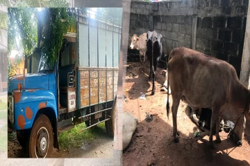 சட்டவிரோதமான முறையில் கால்நடை கடத்தல்: பொலிஸாரின் அதிரடி நடவடிக்கை(Photos)