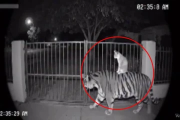 Viral video: அட என்ன அருமையாக இருக்கே.. புலி மீது ராஜா மாதிரி சவாரிச் செய்த பூனை