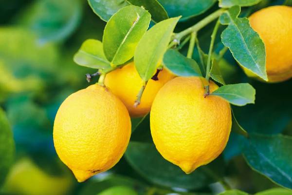 நாட்டில் மீண்டும் உச்சத்தை தொட்ட எலுமிச்சையின் விலை | Lemon Price In Srilanka Market