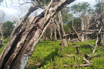 சட்டவிரோதமான முறையில் மரக்கடத்தலில் ஈடுப்பட்ட ஒருவர் கைது (Video)