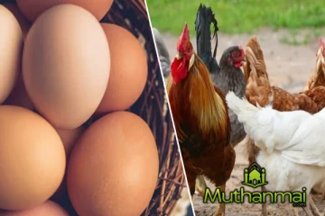 கோழி இறைச்சியின் விலையில் வீழ்ச்சி! ஏற்பட்டுள்ள சிக்கல்