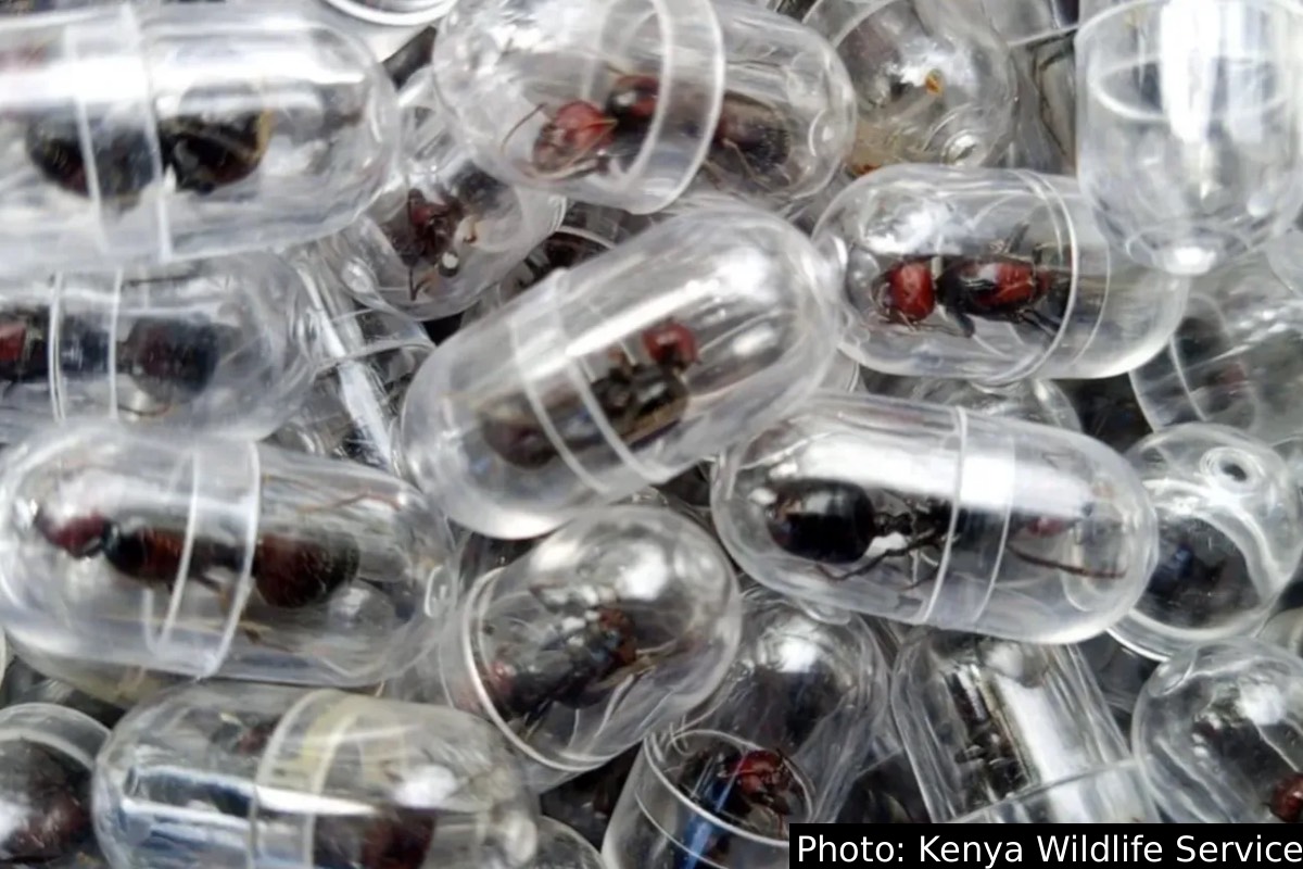 2000 ராணி எறும்புகளை கடத்திய சீன நாட்டவர்: சுற்றி வளைத்த விமான நிலைய அதிகாரிகள் | Chinese National Smuggling 2000 Queen Ants