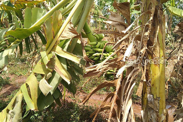 சீரற்ற காலநிலையினால் சேதமடைந்த வாழை பயிர்செய்கை (Photo) | Banana Crop Damaged By Inclement Weather