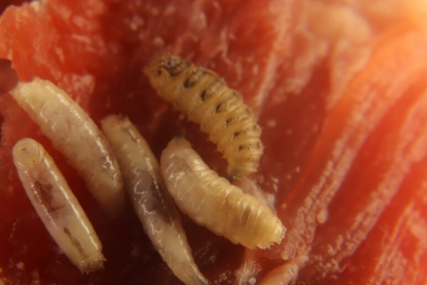அமெரிக்காவில் மனிதர்களின் சதையை உண்ணும் ஒட்டுண்ணி | Flesh Eating Parasite In America First Human