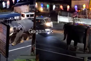 ඊයෙ රෑ වෙසක් පෙරහැරක ඇතෙක් කුලප්පු වී සිදු වූ බිහිසුණු අනතුර මෙන්න..