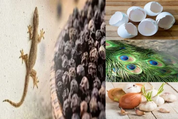 பல்லி தொல்லைக்கு முடிவு கட்டனுமா? இதை மட்டும் பண்ணுங்க போதும்