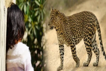 வீட்டு வாசலில் நின்ற சிறுமியை திடீரென கவ்வி சென்ற சிறுத்தை