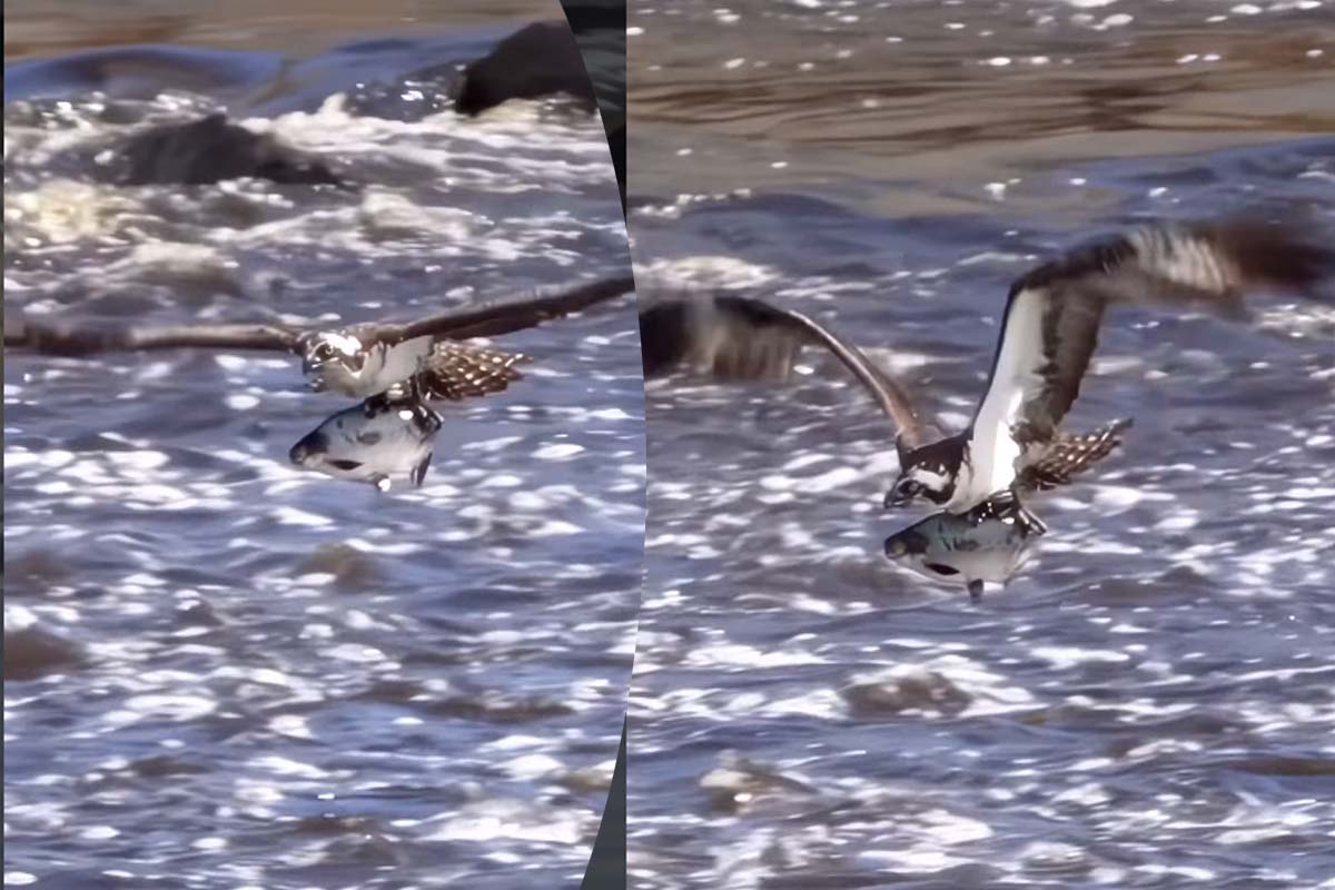 Viral Video: காலில் துள்ளிய ராட்சத மீன்! விடாமல் உயர பறந்த கழுகின் காட்சி | Eagle Hunt Big Fish And Fly