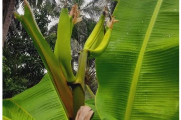 மட்டக்களப்பில் வித்தியாசமான வாழை மரம்