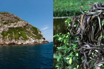 இந்த இடத்திற்கு சென்றால் உயிர் இருக்காது! மீறி சென்ற மீனவருக்கு நேர்ந்த பயங்கரம்... திகில் கிளப்பும் புகைப்படங்கள்