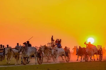 யாழில் நடைபெற்ற பாரம்பரிய மாட்டு வண்டிச்சவாரி (Photos)