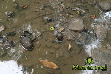 திருக்கோவிலில் கைக்குண்டுகள் மற்றும் ஆயுதங்கள் மீட்பு