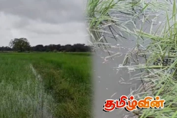 செட்டிகுளம் - ராமையன்குளம் பகுதியில் 40 ஏக்கர் வயல் காணிகள் பாதிப்பு
