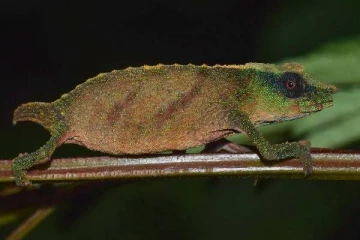 அழிந்து போனதாக கருதப்பட்ட அரிய வகை ’பிக்மி பச்சோந்தி’ மீண்டும் பார்க்கப்பட்டது