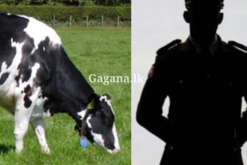 හරක් හොරකමේ ගිය කොස්තාපල්වරයෙක්ට සිදු වූ දේ..