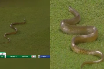 இலங்கை கிரிக்கட் மைதானத்தில் நுழைந்த பாம்பு : வைரலாகும் காணொளி