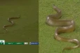 இலங்கை கிரிக்கட் மைதானத்தில் நுழைந்த பாம்பு : வைரலாகும் காணொளி