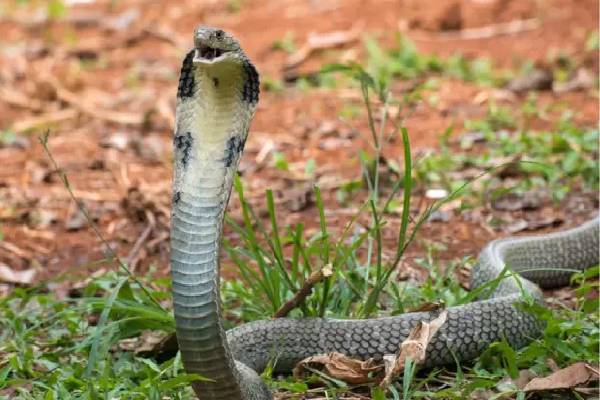 பாம்புக்கு குரல் வலை இல்லையா! அப்போ சீறும் சத்தம் எப்படி உருவாகுதுன்னு தெரியுமா? | How Does A Snake Make Hissing And Why