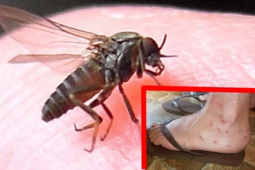 மணல் ஈ தொடர்பில் மக்களுக்கு எச்சரிக்கை!