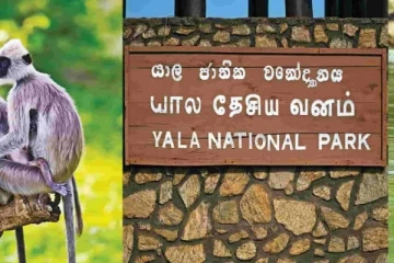 யால சரணாலயத்தில் பேயாட்டம் ஆடியது அமைச்சரின் மகனா?