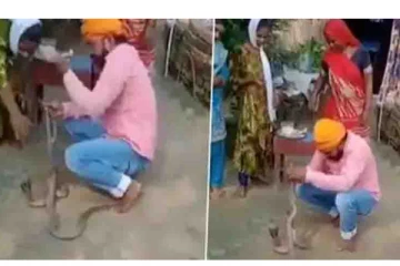 பாம்புக்கு ராக்கி கயிறு கட்ட முயன்ற பாம்பாட்டி - அடுத்து நடந்த விபரீதம்